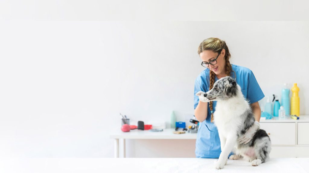 Read more about the article Make pet comportable