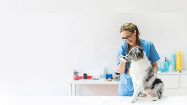 Read more about the article Make pet comportable