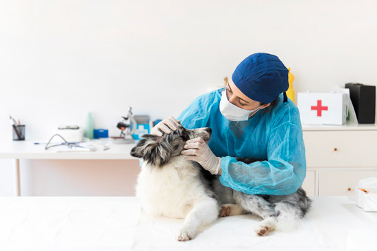 Read more about the article Make pet comportable