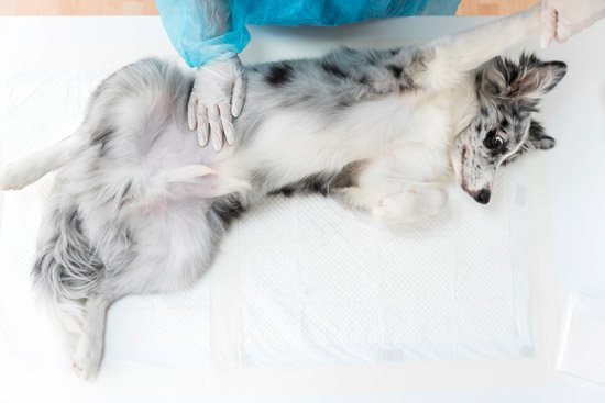 Read more about the article Solution for grooming behavior problems