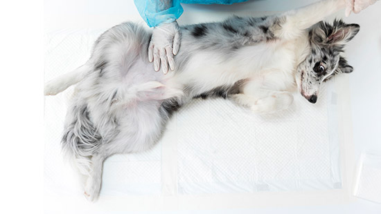Read more about the article Keep Pets Parasite-Free For Their Health