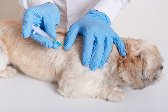Read more about the article Give vaccine 3 month