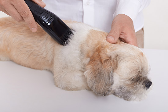 Read more about the article Heat stress in the grooming saloon