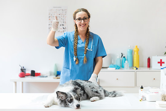 Read more about the article Find a way pet problem